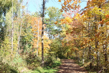 Naklejka premium autumn in the park