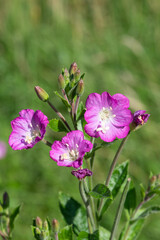 Close up of great willwherb (epliobium hirsutum) flowers in bloom