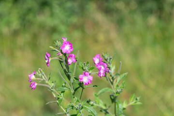 Close up of great willwherb (epliobium hirsutum) flowers in bloom