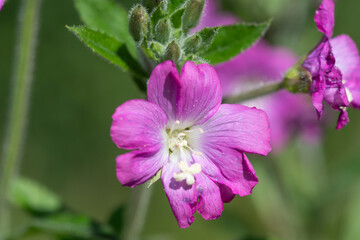 Macro shot of great willwherb (epliobium hirsutum) flowers in bloom