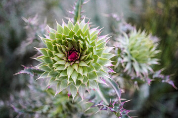 Musk Thistle