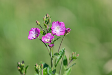 Close up of great willwherb (epliobium hirsutum) flowers in bloom