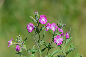 Fototapeta premium Close up of great willwherb (epliobium hirsutum) flowers in bloom