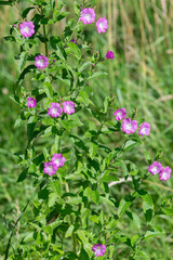 Close up of great willwherb (epliobium hirsutum) flowers in bloom