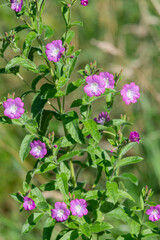 Close up of great willowherb (epliobium hirsutum) flowers in bloom