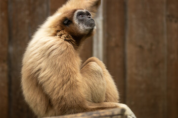 A close-up view of a gibbon looking up. (Hylobates lar)
