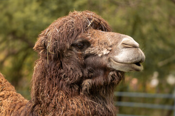 Close-up portrait of a humpbacked camel.(Camelus bactrianus)