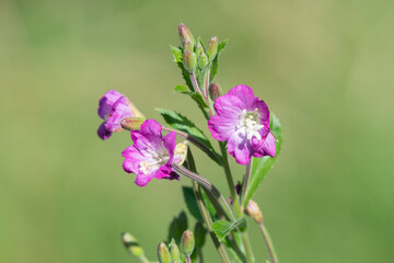 Close up of great willwherb (epliobium hirsutum) flowers in bloom