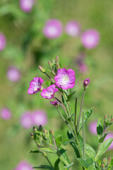 Fototapeta premium Close up of great willwherb (epliobium hirsutum) flowers in bloom