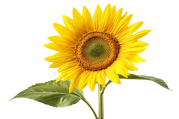 Obraz premium Bright sunflower bloom, detailed petals and leaves, isolated on transparent background