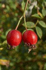 The rosehip (lat. Rosa) bloomed in the garden and the fruits ripened. Rosehip fruits (lat. Fructus Rosae) are medicinal plant raw materials.