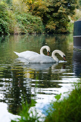 pair of swans on the water