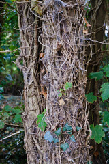tree roots in the forest