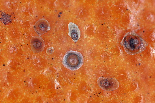 Aonidiella aurantii or red scale is an armored scale insect and a major pest of citrus. Insects on the fruit of an orange bought at the market.