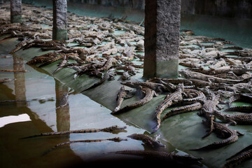 Crocodiles basking quietly in the sun at a crocodile farm in Antananarivo Madagascar during the warm afternoon hours