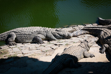 Crocodiles basking in the sun at a farm in Antananarivo, Madagascar during the afternoon