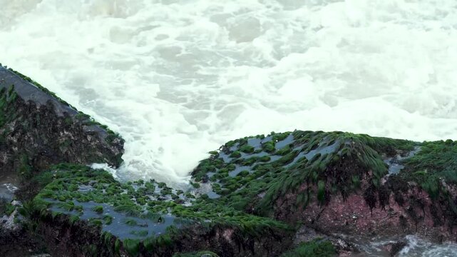 sea moss on rock