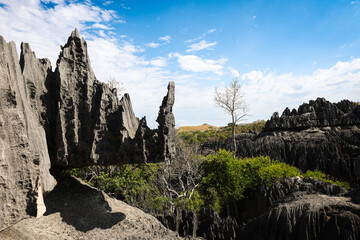 Exploring the dramatic limestone formations and unique flora of Tsingy de Bemaraha National Park in Madagascar during a sunny afternoon