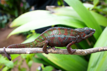 Colorful chameleon perched on a branch amid lush foliage in Madagascar's unique biodiversity habitat