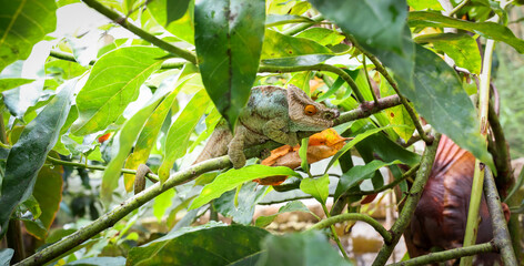 Chameleon resting among lush foliage in Madagascar during the warm afternoon, showcasing vibrant...