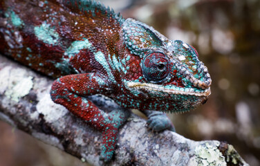 A vibrant chameleon resting on a branch in the lush forests of Madagascar during daylight hours