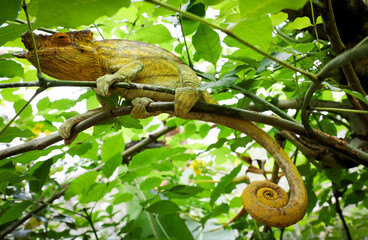 A vibrant chameleon resting on a branch among lush greenery in Madagascar during daylight