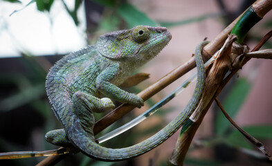 Chameleon perched on a branch in Madagascar, showcasing vibrant colors and unique texture during daylight hours