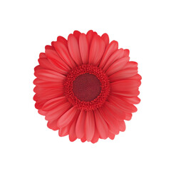 Vibrant red flower with smooth petals and a textured center, perfect for adding a touch of nature.