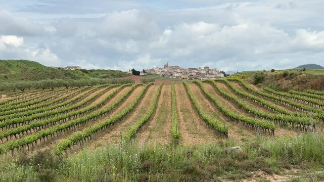 Cirauqui vineyards video