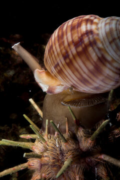 Cassis (Phalium granulatum) preying on an Alghero sea urchin. Sardinia. Sardinia. Italy