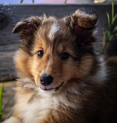 Szczeniak Owczarka szetlandzkiego (sheltie)