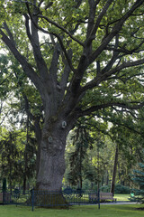 A large old oak tree, 500 years old. The oak tree is fenced in a city park.