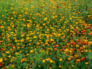 Field with bright yellow and red flowers.