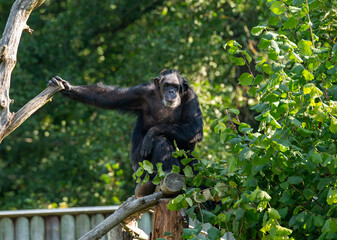 mammal, wild, wildlife, nature,