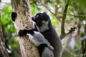 Indri lemur climbs a tree in the lush forests of Madagascar during the daylight hours, showcasing its distinctive markings