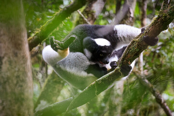 Indri lemurs playfully interacting while perched on a tree branch in the lush forests of Madagascar