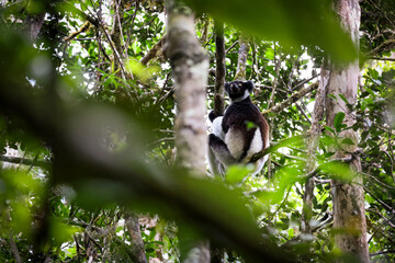 Indri lemur perched in the trees of Madagascar, showcasing its distinctive black and white fur during a sunny day