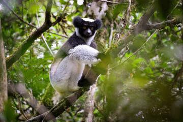 Obraz premium Indri lemur resting on a tree branch amid lush greenery in Madagascar's rainforest during daylight hours