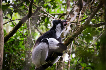 Indri lemur climbing a tree in the rainforest of Madagascar, foraging for food amidst lush greenery