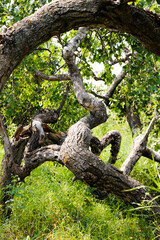 Phenomenon Of The Crooked Bush, Also Known As The Crooked Trees, Alticane, Saskatchewan Taken On August 16, 2024
