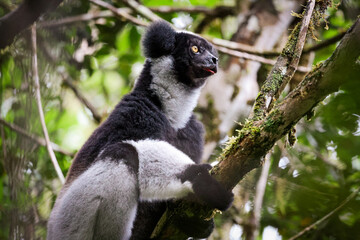 Fototapeta premium Indri lemur climbing a tree in the lush rainforests of Madagascar during daylight hours