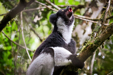 Indri lemur calling in a lush forest of Madagascar during daylight hours