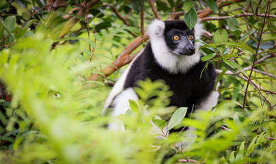 Indri lemur perched among lush greenery in Madagascar during daylight hours