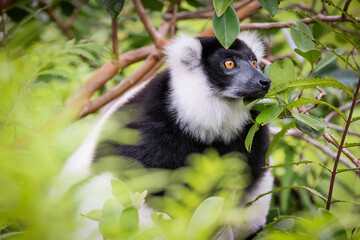 Observing an Indri lemur in a lush Madagascar rainforest during daylight hours