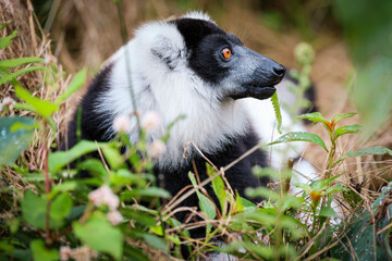 Obraz premium Indri lemur resting amidst lush greenery in Madagascar during daylight hours