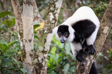 Indri lemur perched on tree branch in Madagascar during daytime, showcasing its unique black and white fur and bright orange eyes