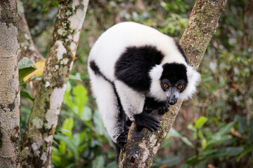 Indri lemur climbing a tree in the lush rainforests of Madagascar during the afternoon