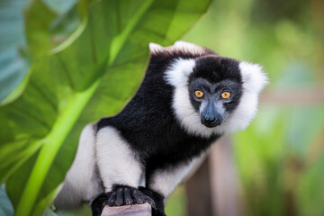Fototapeta premium Indri lemur resting among lush green foliage in Madagascar