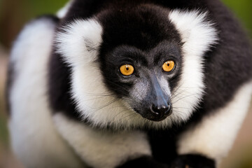 Indri lemur in its natural habitat in Madagascar during the early morning hours exploring the lush greenery © Dave