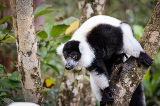 Indri lemur perched on a branch in Madagascar&rsquo;s lush forests during daylight hours